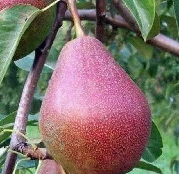 

Груша Мичуринская красавица