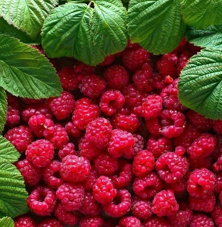 

Малина нектарная Хейса