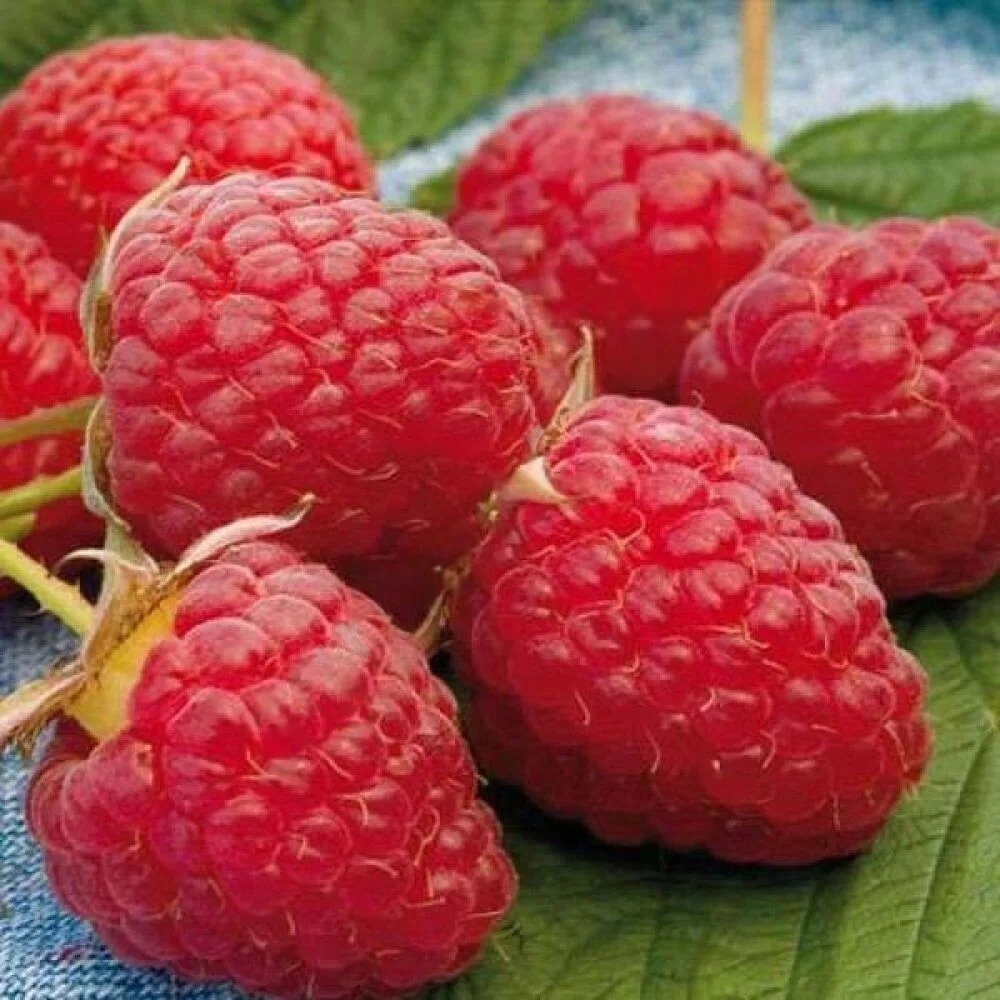 

Малина ремонтантная Херитейдж