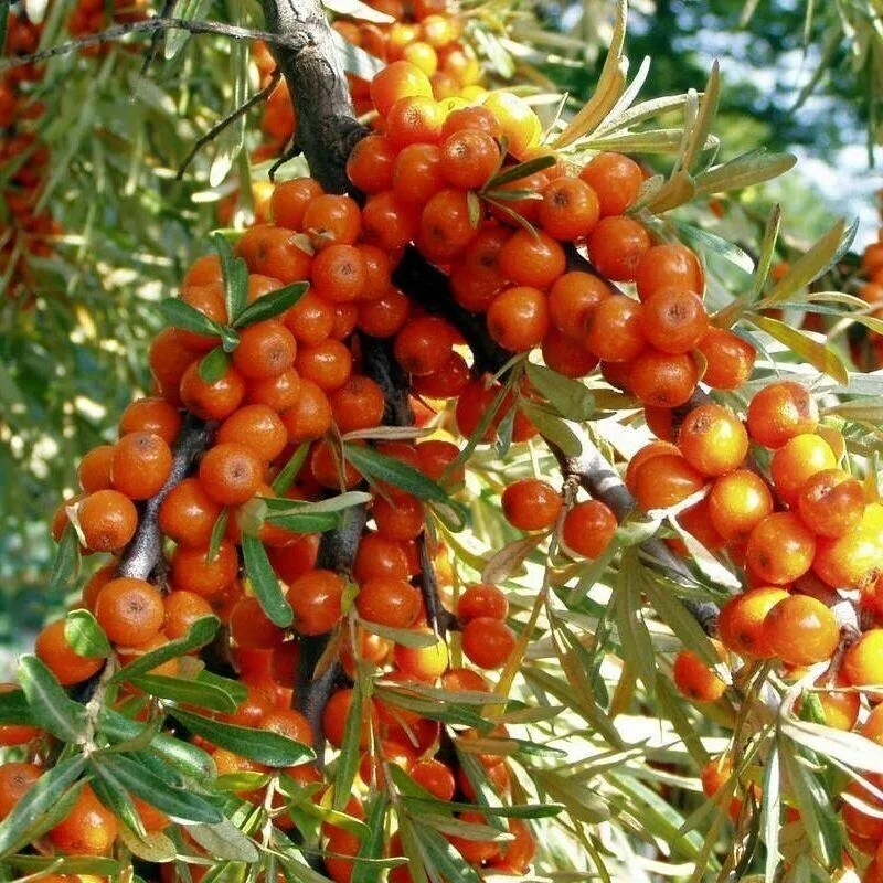 

Облепиха Ажурная (жен.)
