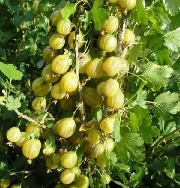 

Крыжовник Русский жёлтый