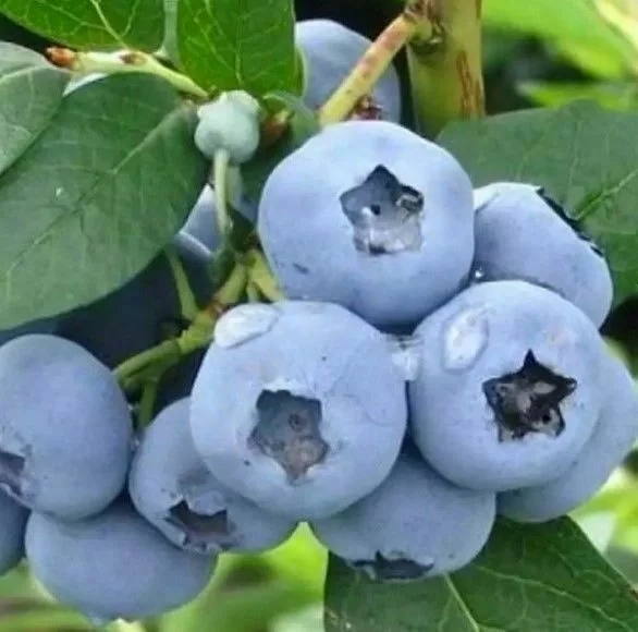 

Голубика Блюджей