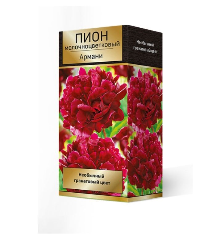 

Пион Поиск Армани молочноцветковый 1 шт