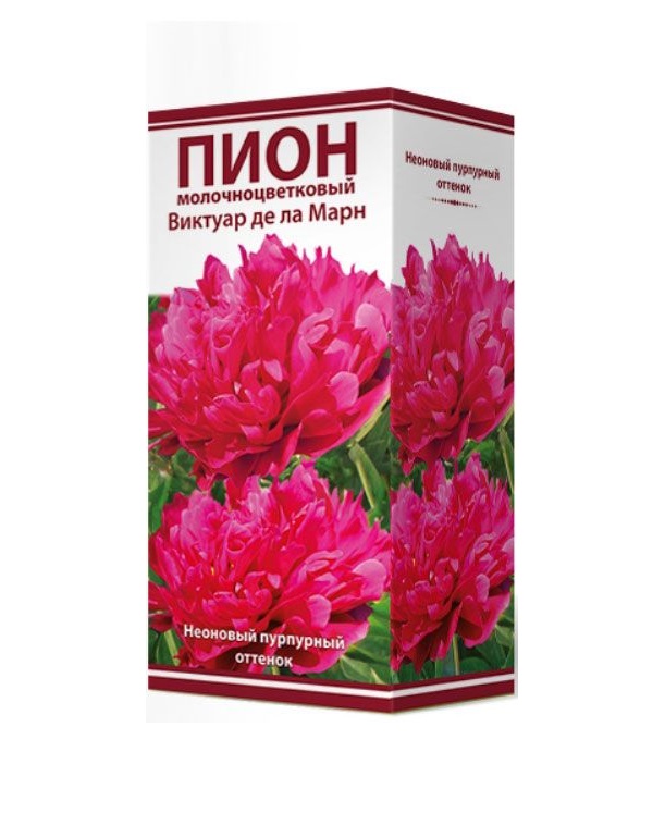 

Пион Поиск Виктуар де ла Марн молочноцветковый 1 шт