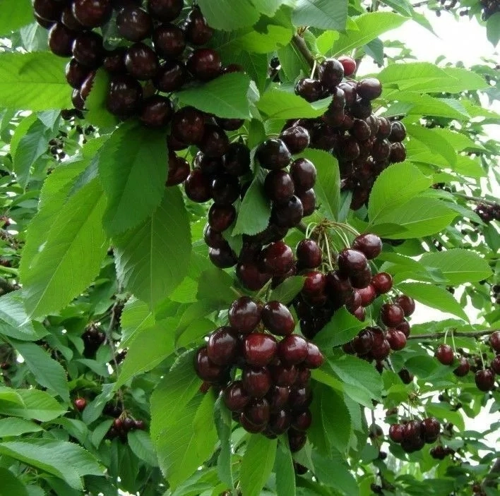 

Черешня Народная