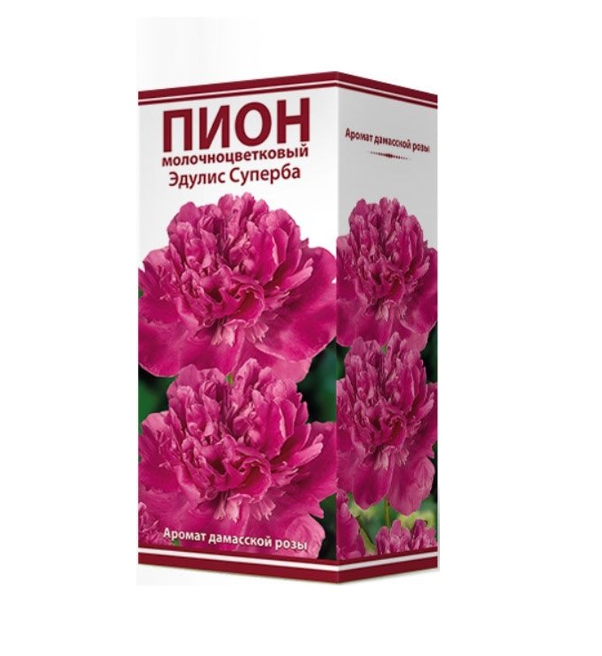 

Пион Поиск Эдулис Суперба молочноцветковый 1 шт
