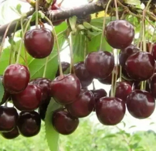 

Вишня Жуковская