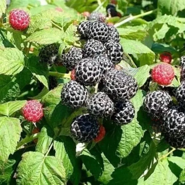 

Малина Кумберленд (черная)