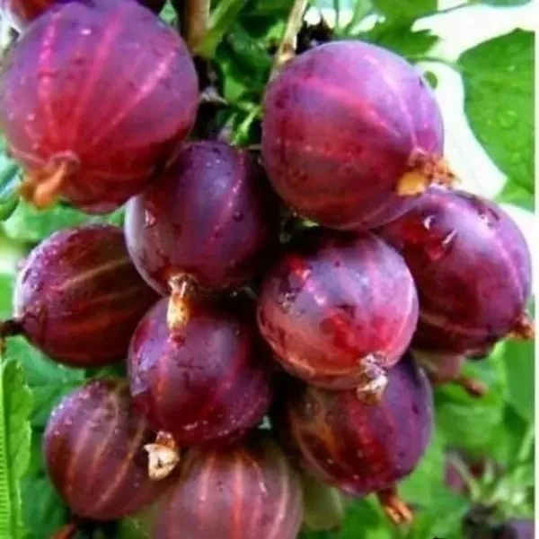 

Крыжовник Консул (Сенатор)