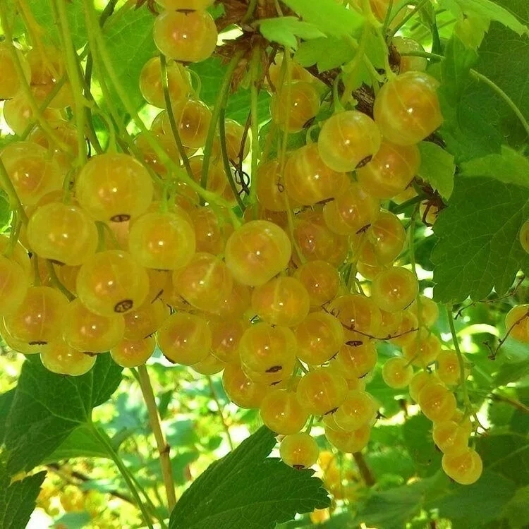 

Смородина белая Белая Фея