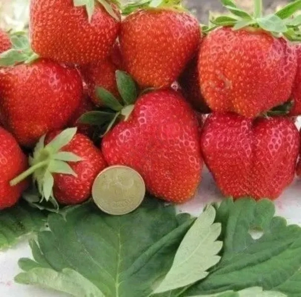 

Земляника садовая Дарселект (6шт)