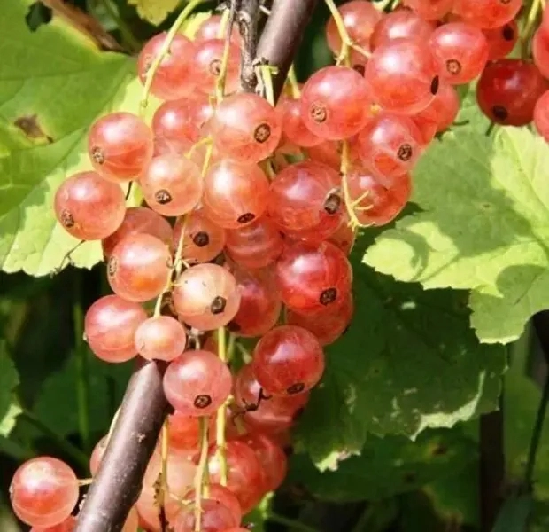 

Смородина Голландская розовая