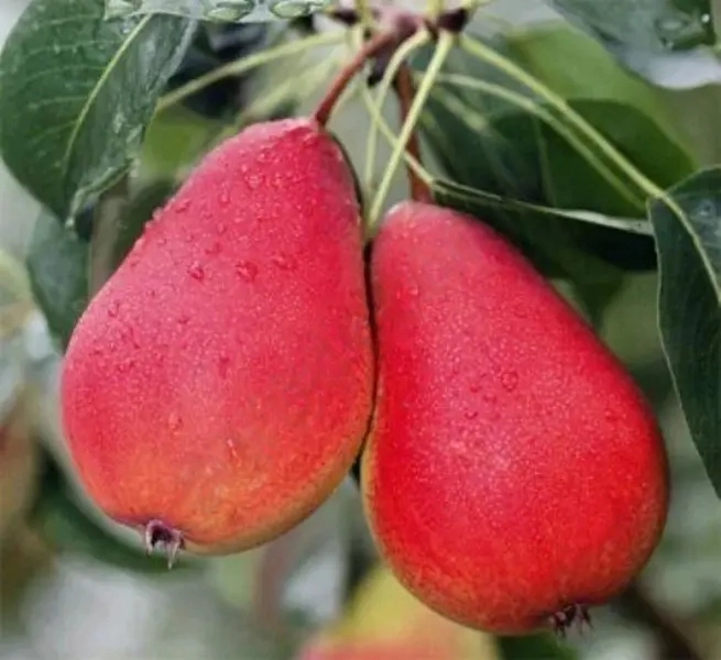 

Груша Яковлевская