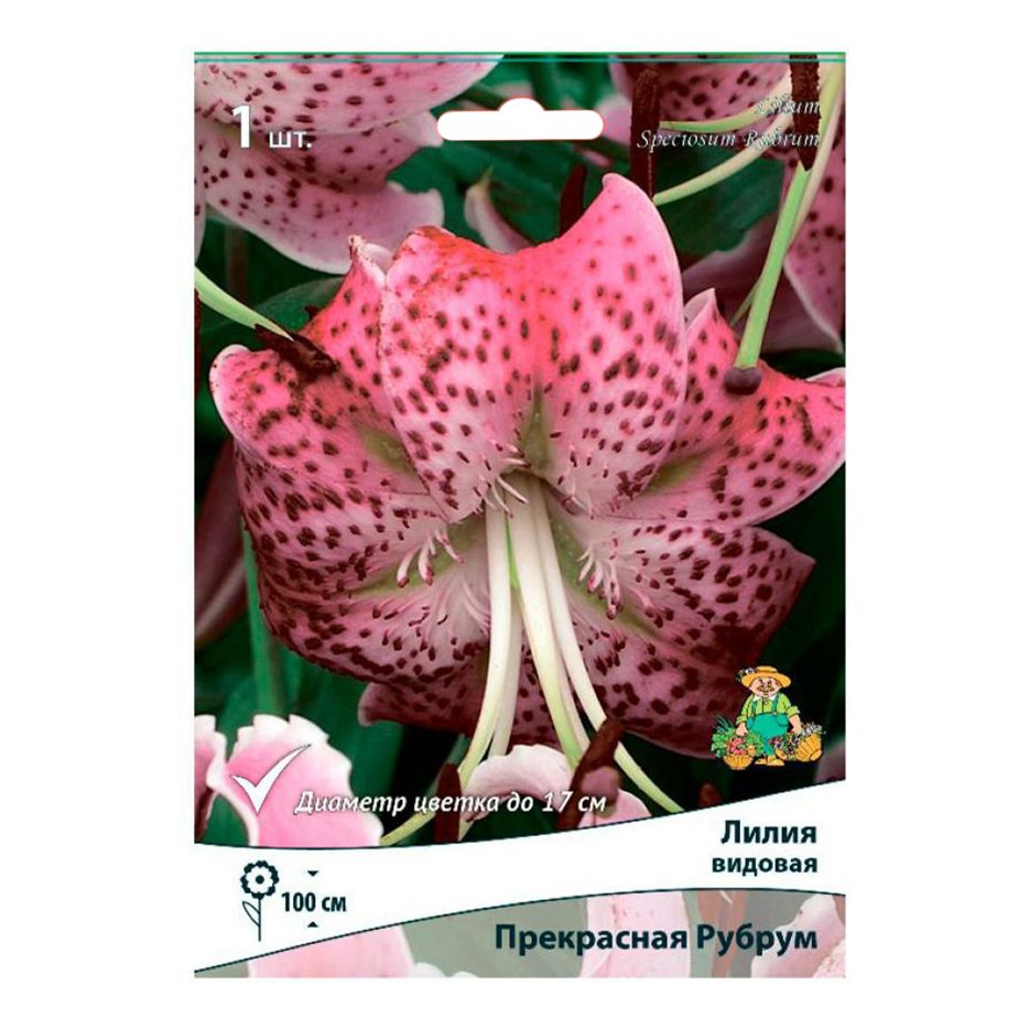 

Луковица Лилия азиатская Прекрасная рубрум Поиск
