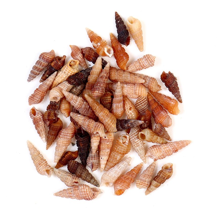 Природный декор Sima-land мини ракушки Биттиум сетчатый 70+-10 шт, от 0,5 до 1,0 см