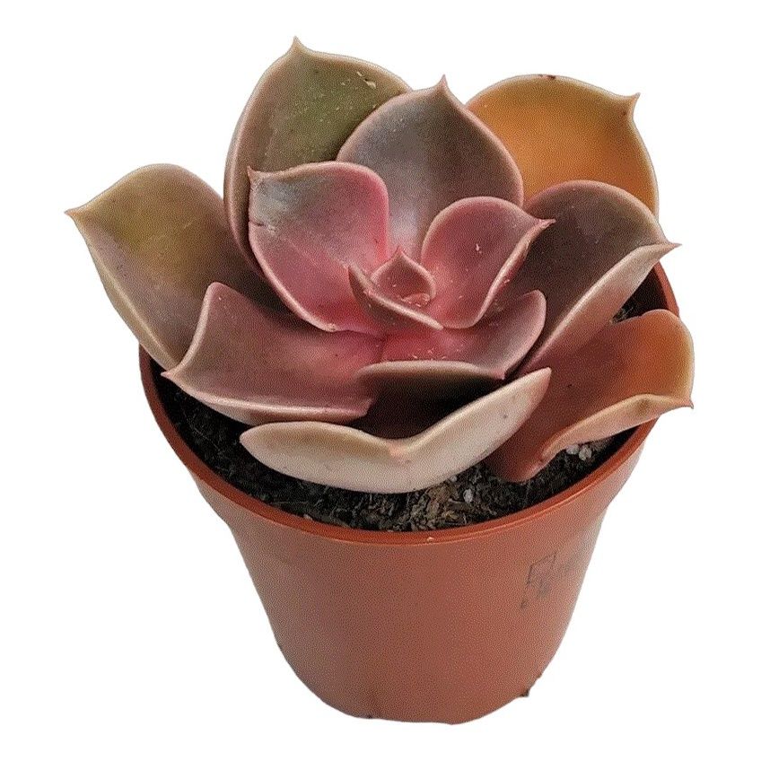 

Эхеверия Orangery Echeveria magic red h15 см d9 см