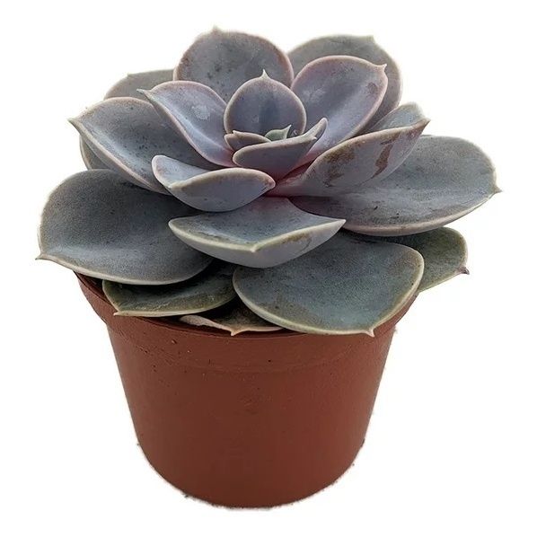 

Эхеверия Orangery Echeveria perle von nurn h14 см d9 см