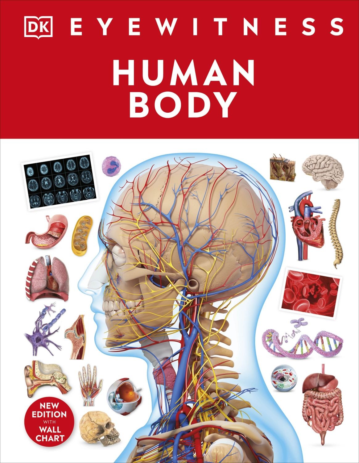 

Human Body