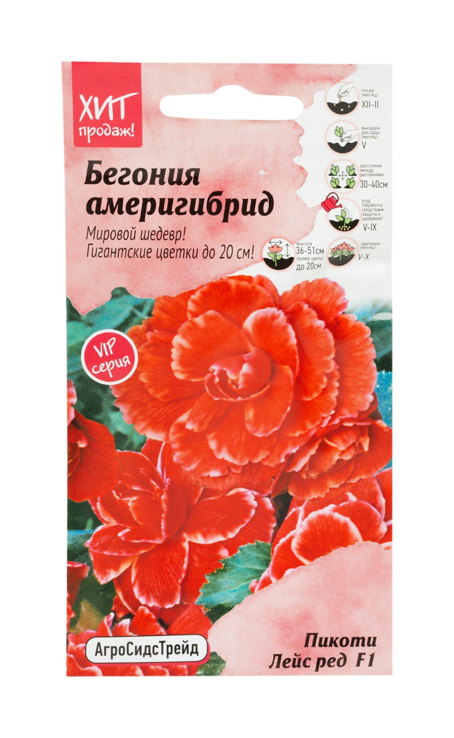 

Семена бегония америгибрлэйс ред 5 шт