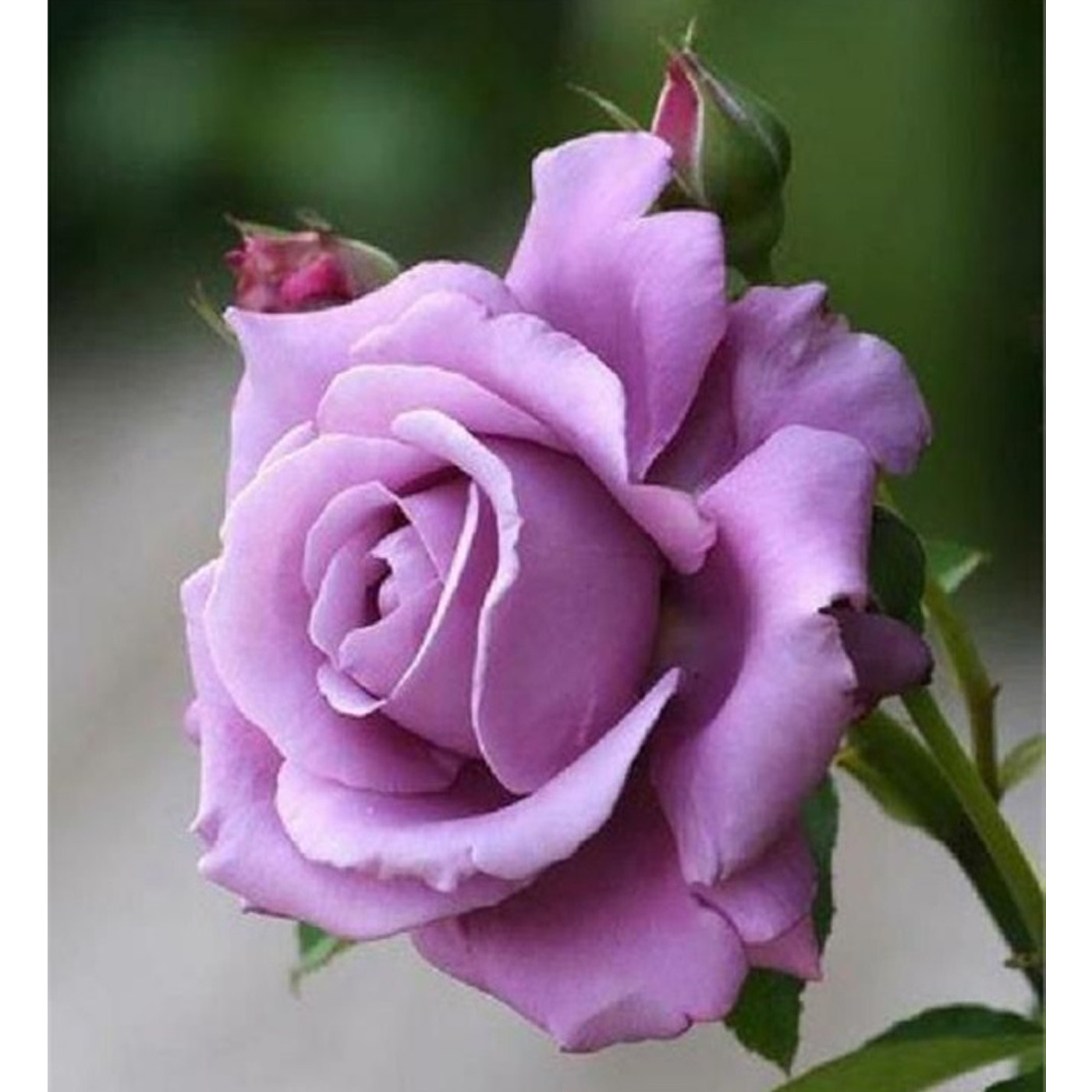Картина мозаикой Molly Фиолетовая роза KM0976, 20 цветов, 30x30 см