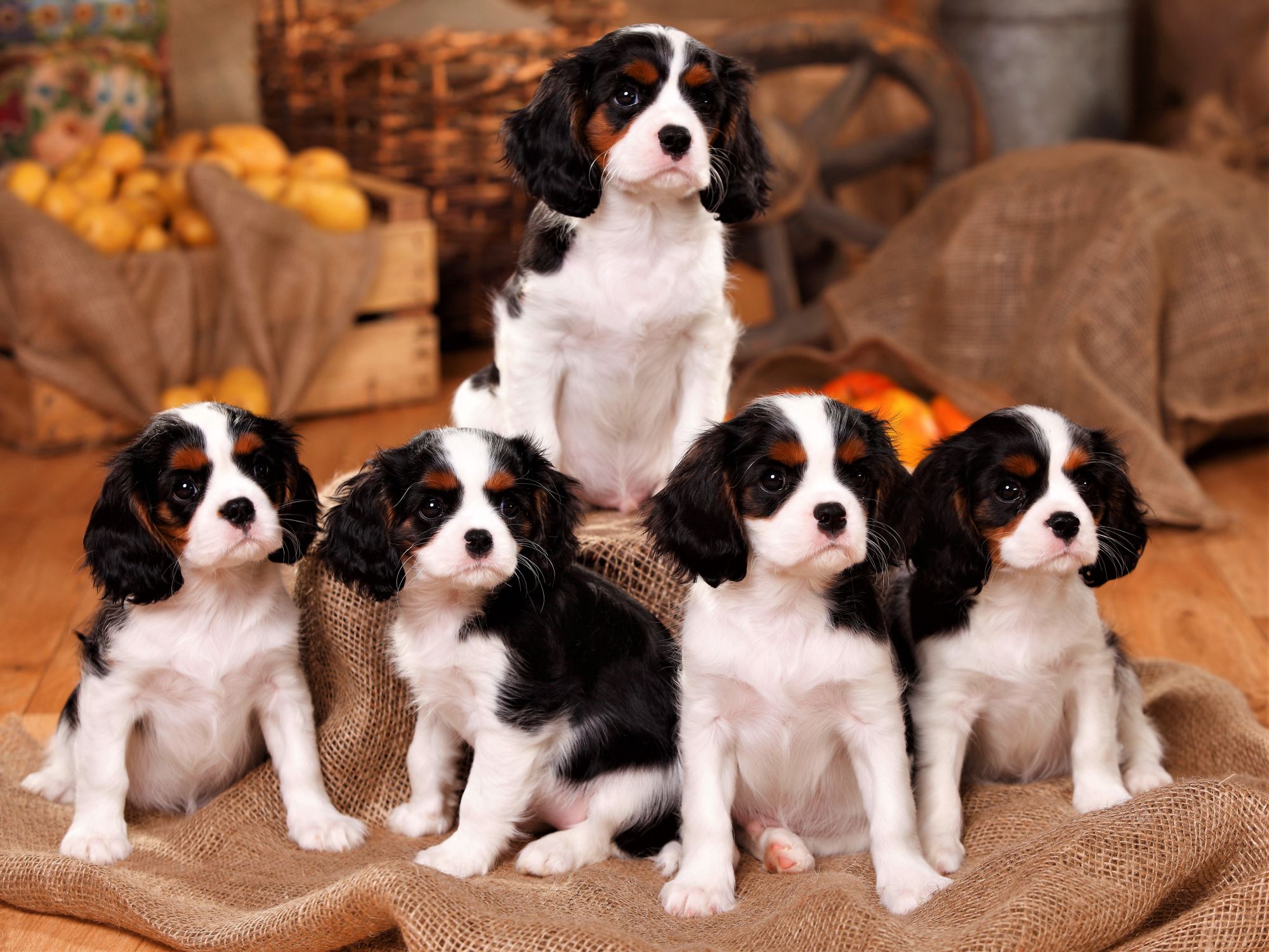 

Алмазная мозаика Рыжий кот Маленькие спаниели