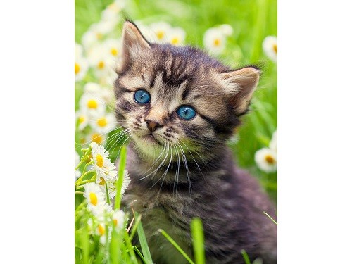 

Алмазная мозаика Рыжий кот Котёнок в поле ромашек