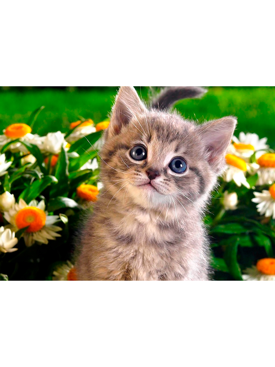 

Постер DRABS А2 котенок в цветах