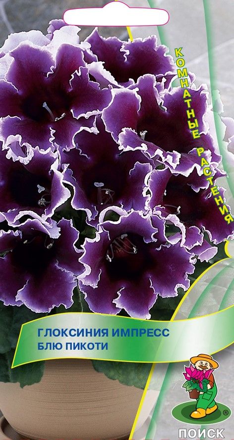 

Семена Глоксиния Импресс Блю Пикоти 5 Шт
