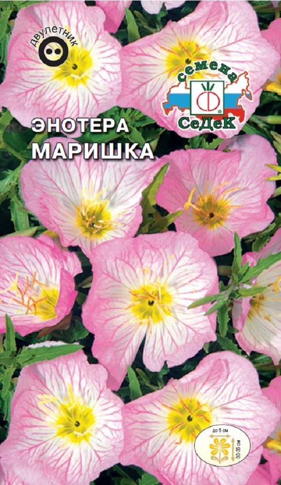 

Цветок Энотера Маришка