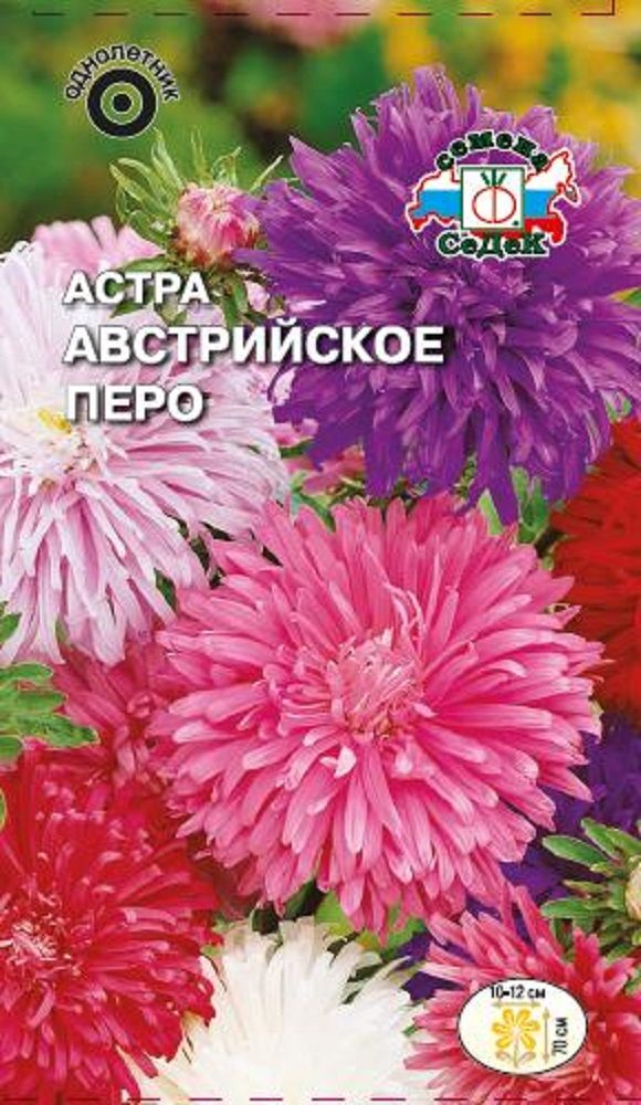 

Цветок Астра Австрийское перо
