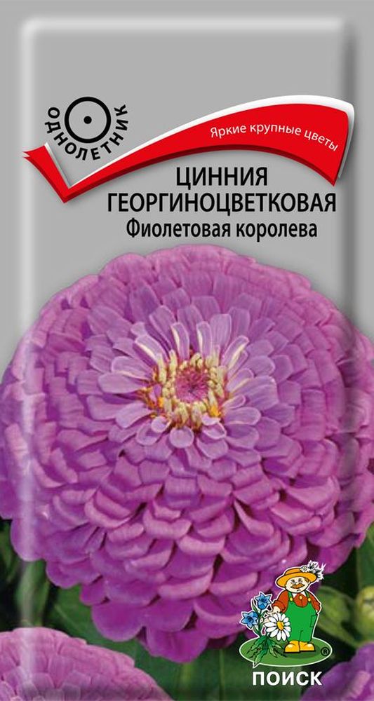 

Семена цинния фиолетовая королева
