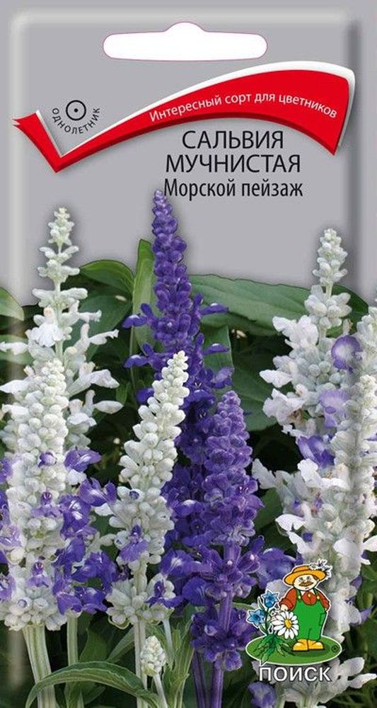 

Семена сальвия морской пейзаж