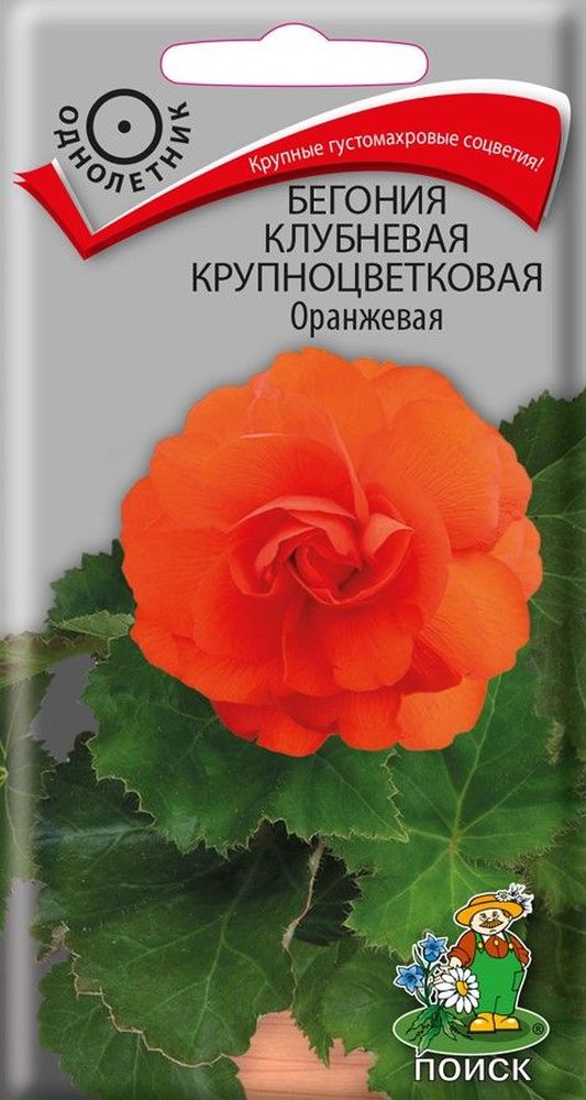 

Семена бегония крупноцветковая оранжевая