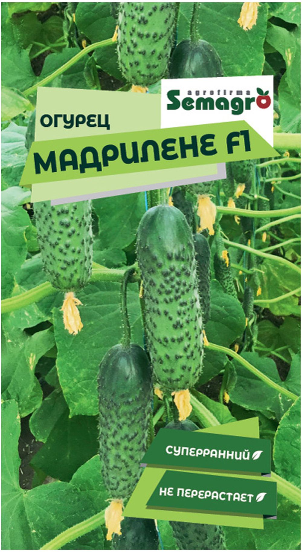 

Семена огурца SEMINIS МАДРИЛЕНЕ F1