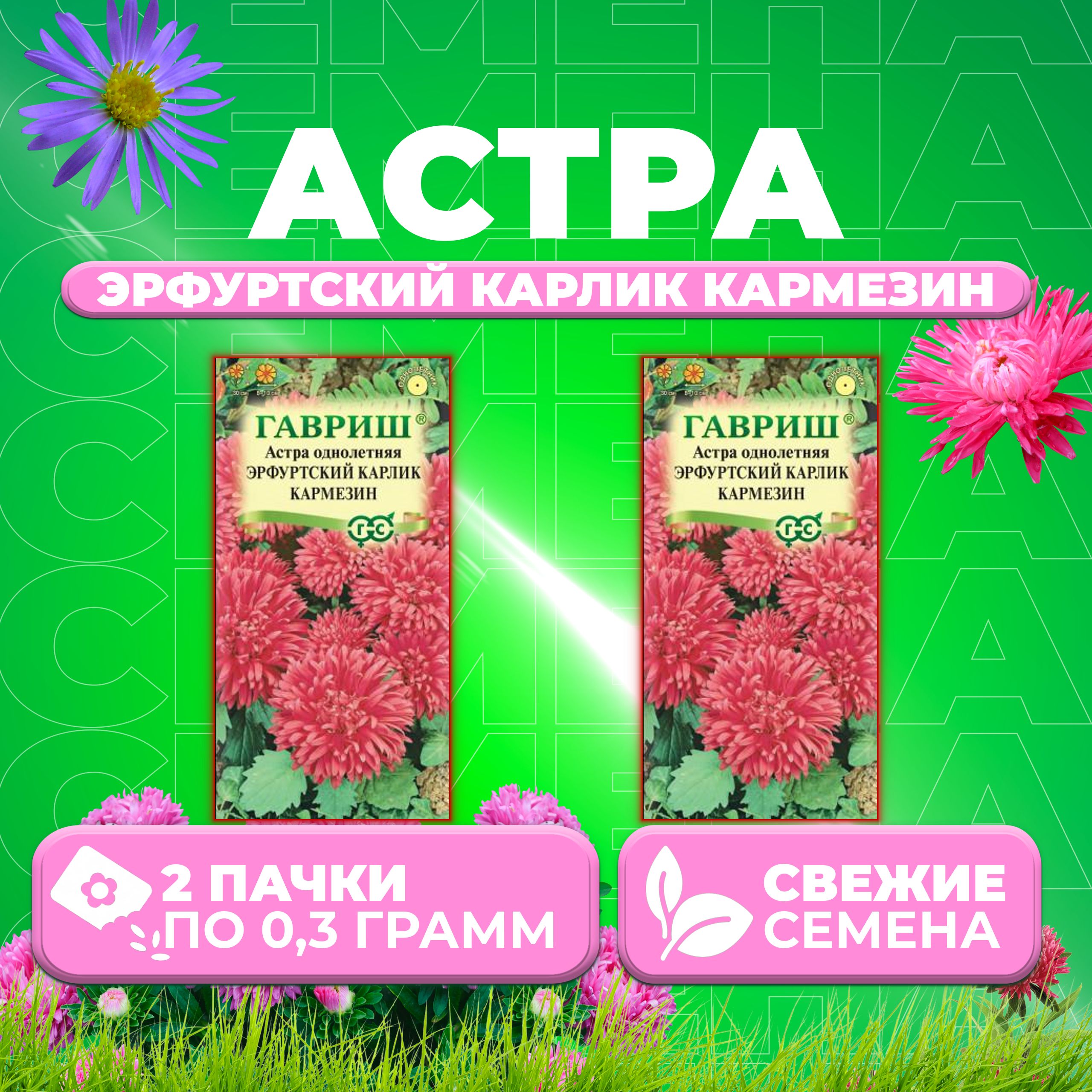 Семена Астра Эрфуртский карлик Кармезин, 0,3г, Гавриш, Цветочная коллекция 2 уп