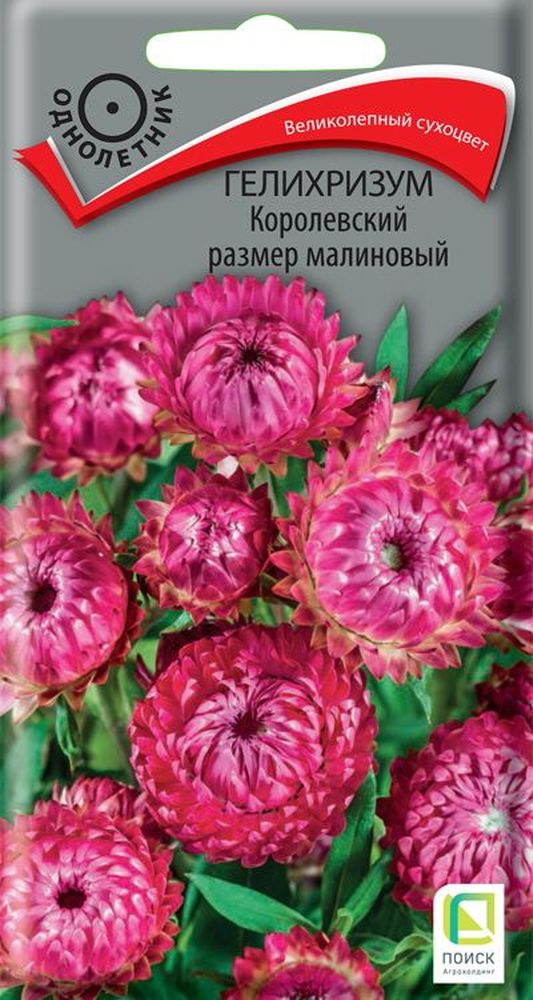 

Семена Гелихризум Королевский размер малиновый 0,1 г