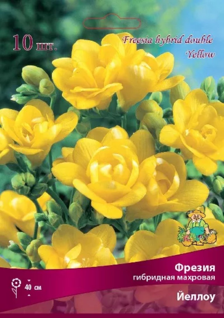 

Луковицы фрезия Йеллоу Поиск 21622