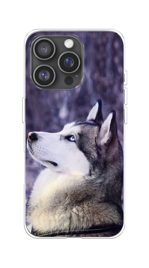 

Чехол на Apple iPhone 16 Pro "Хаски 1", Фиолетовый;белый, 16250-1
