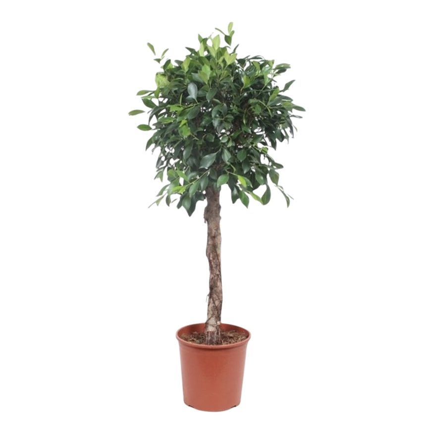 

Фикус Orangery ficus nitida 31/140