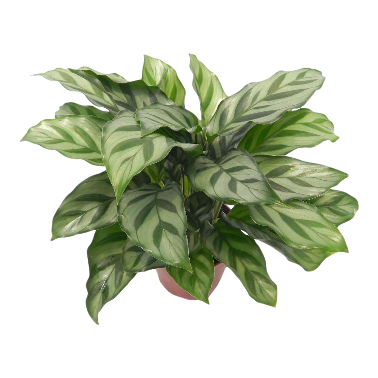 

Калатея Orangery calathea fredie 12-35