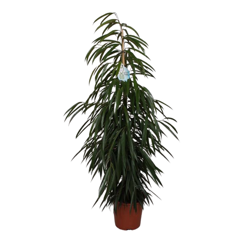 Фикус Orangery ficus bin ali 17 х 65 см