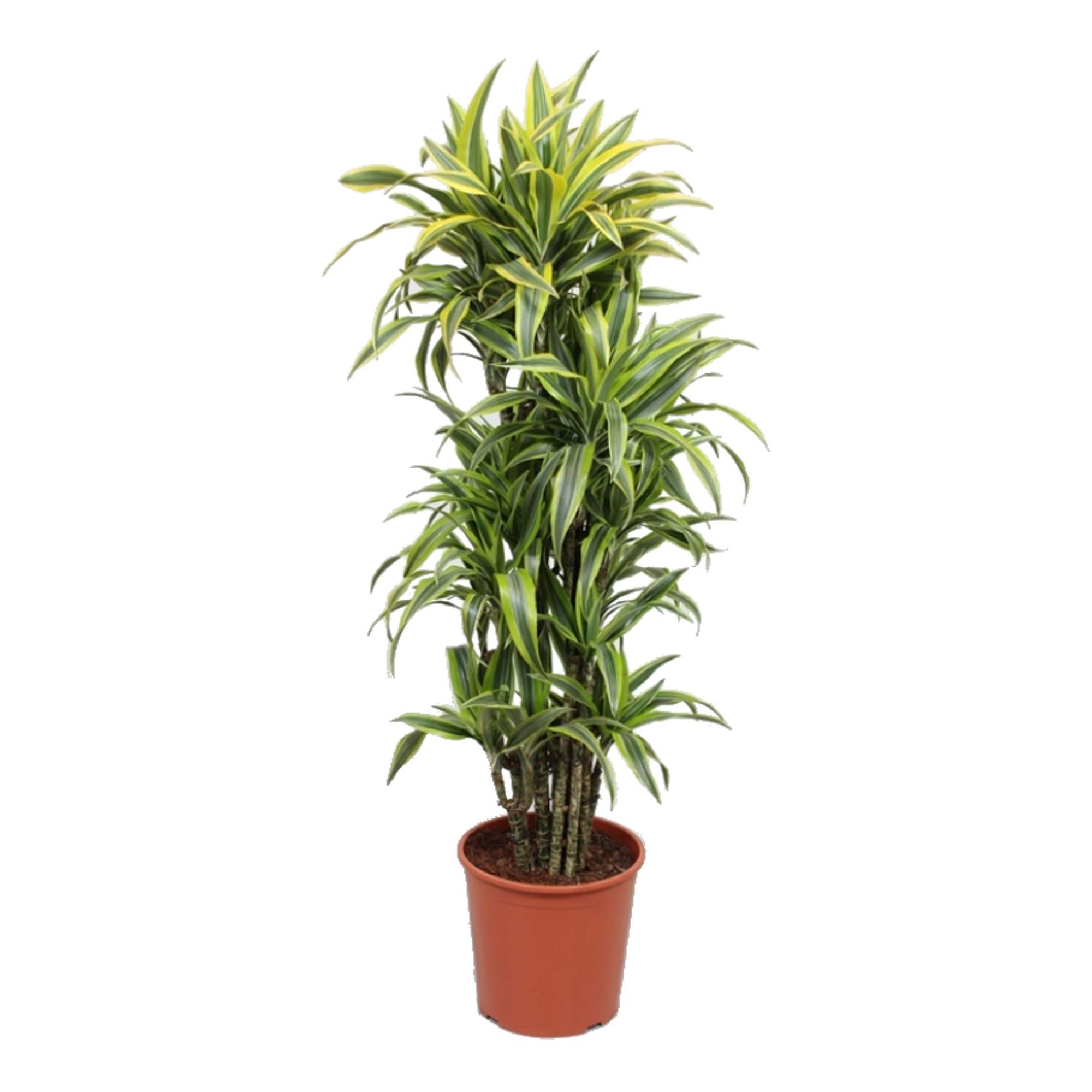 

Драцена Orangery Fragrans Lemon lime 27 x 110 см