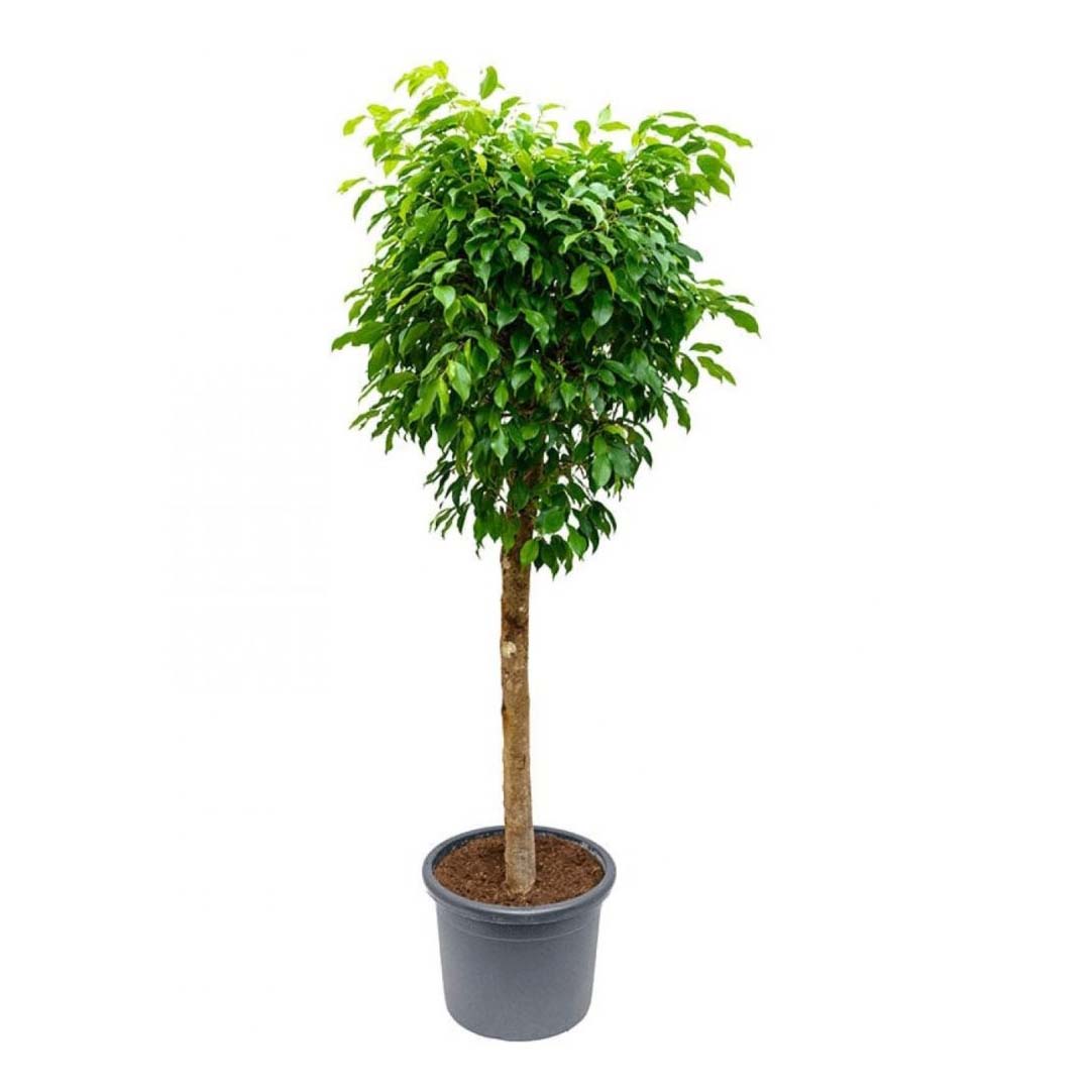 Фикус Orangery Ficus Benjamina Exotica 24 х 110 см