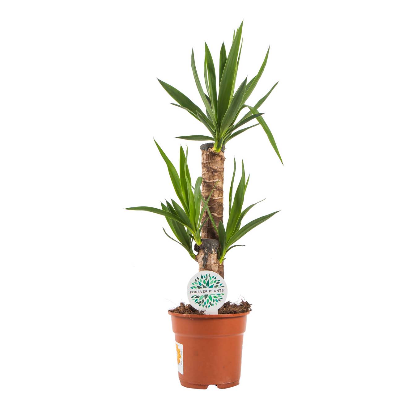 Юкка Orangery Yucca Elephantipes 30 х 130 см