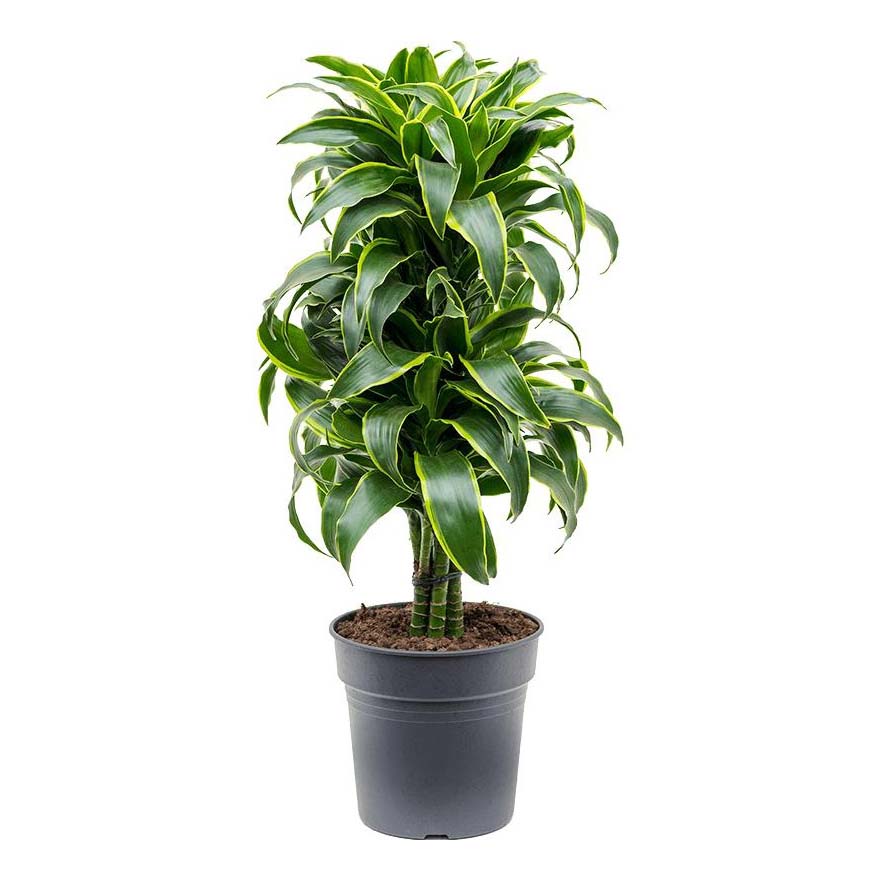 

Драцена Orangery Dracaena Fragrans compacta Dorado 32 х 130 см