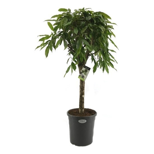 

Фикус Orangery Ficus bin amstel king 70 х 500 см