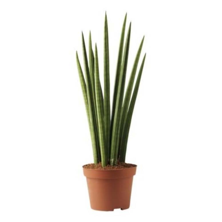 

Сансеверия Orangery Sansevieria cylindrica 12 х 45 см
