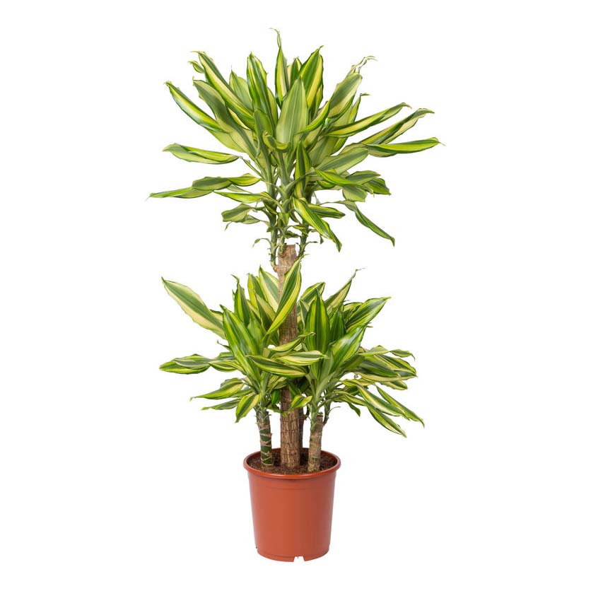 Драцена Orangery Dracaena Fragrans Golden Coast 11 х 50 см