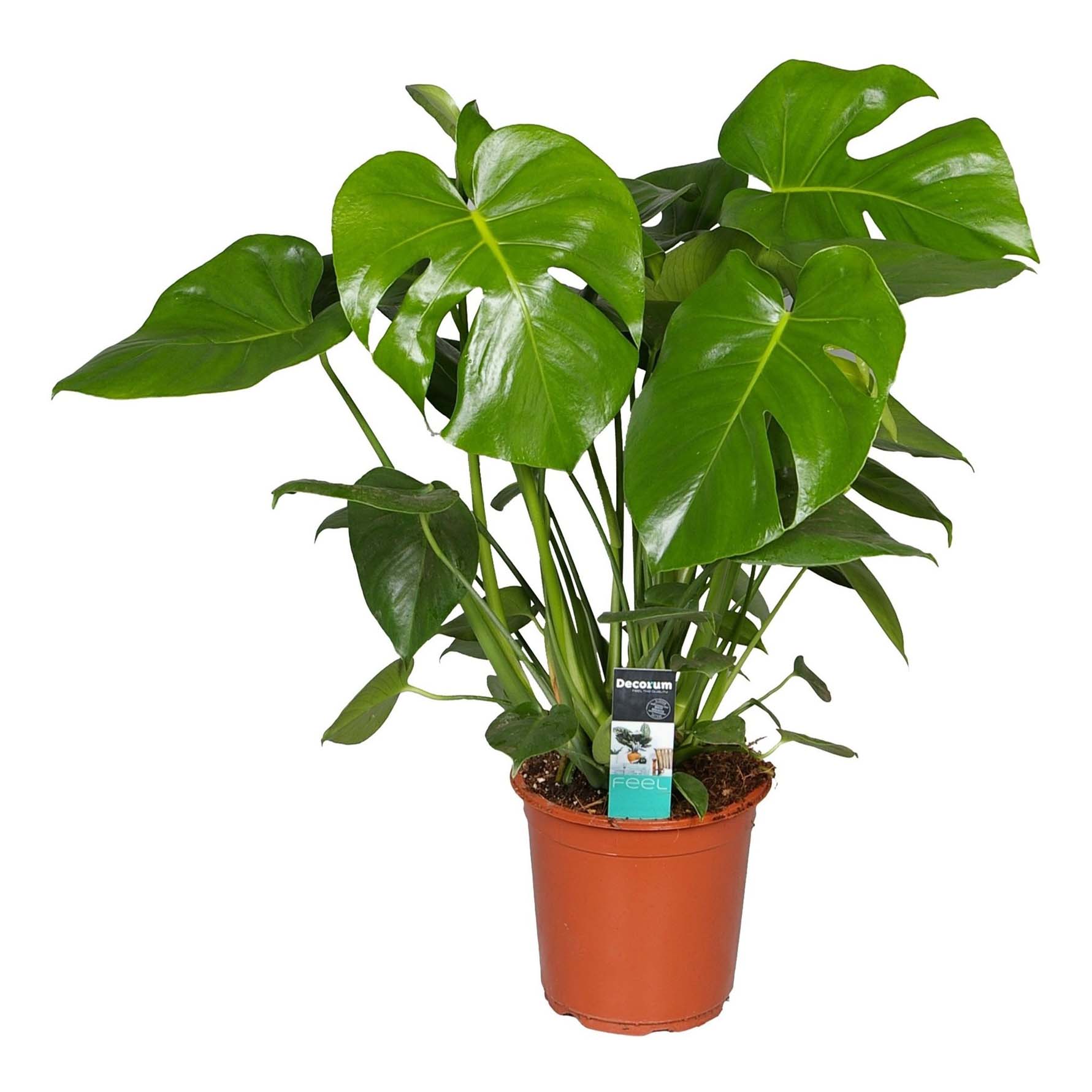 

Монстера Orangery Monstera Deliciosa 19 х 90 см