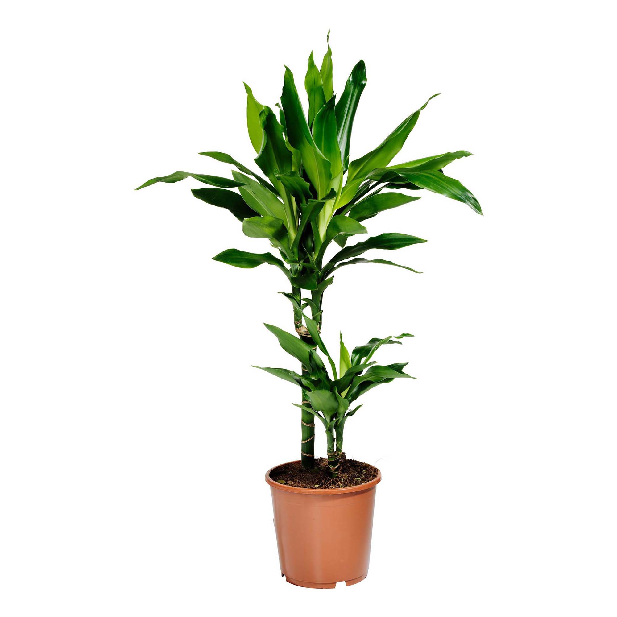 фото Драцена orangery dracaena janet linden 3pp 21 х 110 см